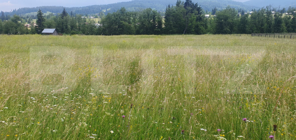 Teren 10.000 mp, intravilan, zona Neagra Sarului