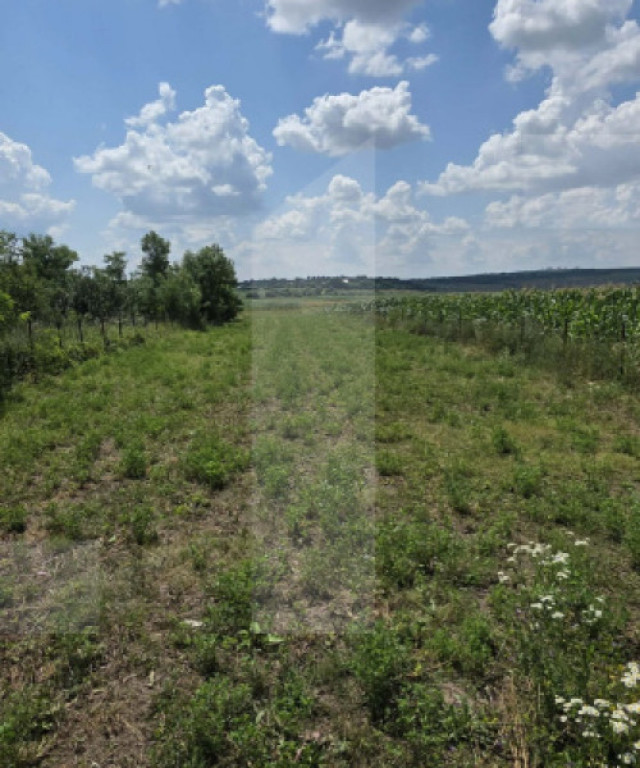 Teren intravilan, 1477mp , Loc. Balusenii Noi - Botoșani
