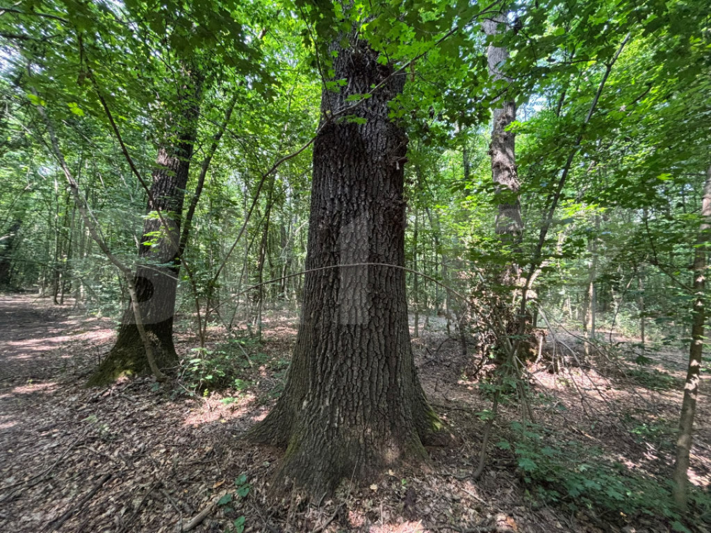 Pădure de vânzare, 27.133 mp, zona Cazaci