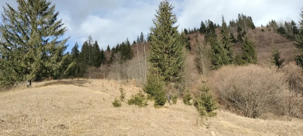 Teren de vanzare Bucovina 7649 mp
