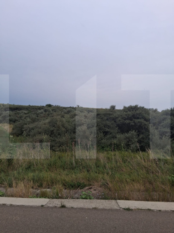 Teren extravilan, plantație de cătină 17.300 mp, comuna U