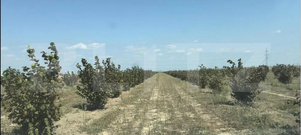 Afacere agricola – plantație de alun pe rod, 11 ha, utila
