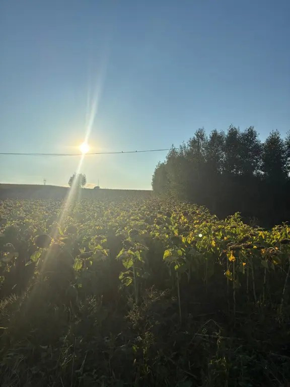 Teren 2600 mp Cumpărăturac(Bosanci)-26 ari,ușor negociabil