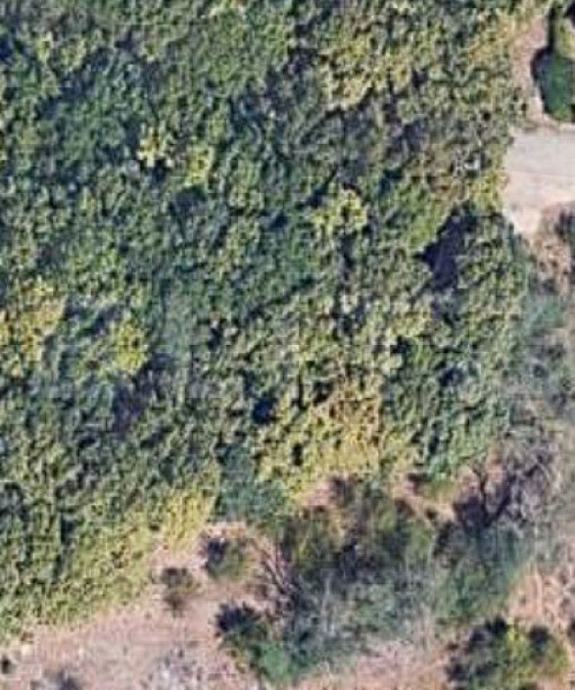 Teren intravilan 6.000 mp | Parcelabil | Teren plan | Padure