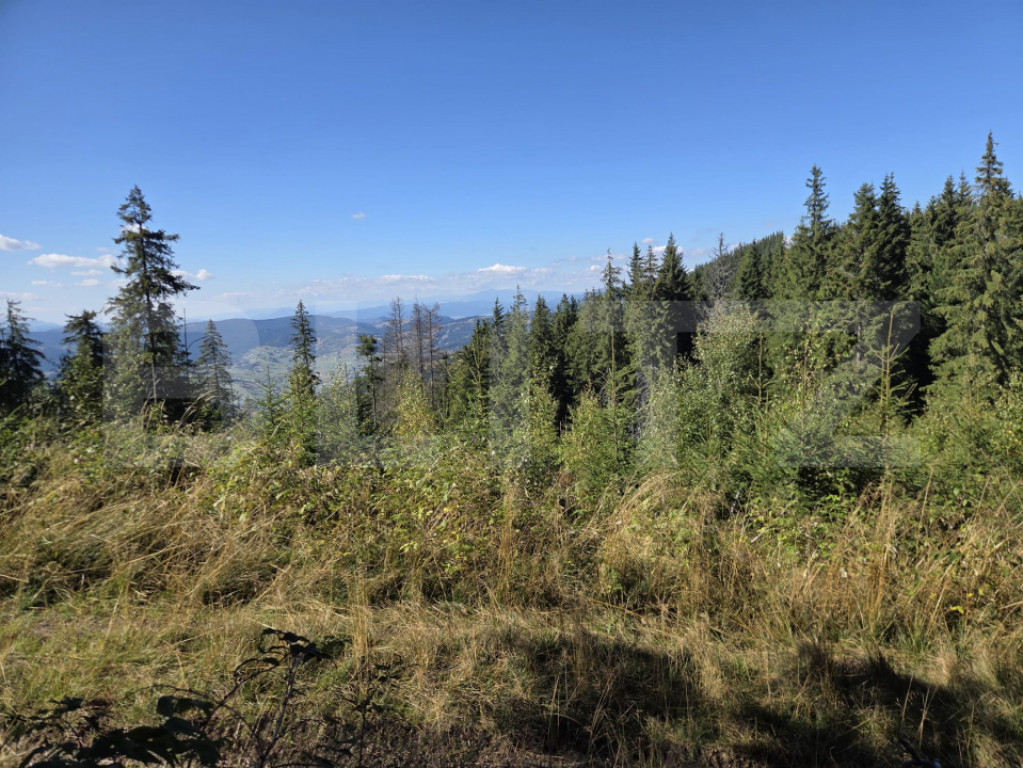 Teren extravilan, 29.125 mp, zona Panaci - Vatra Dornei