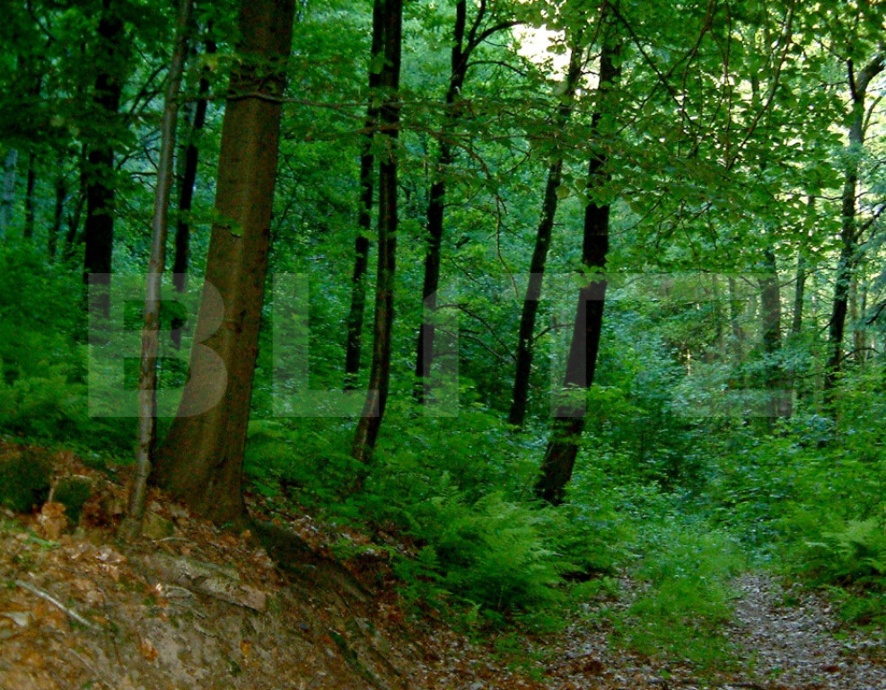 Vila Exclusivista Vetel,valea Caoiului
